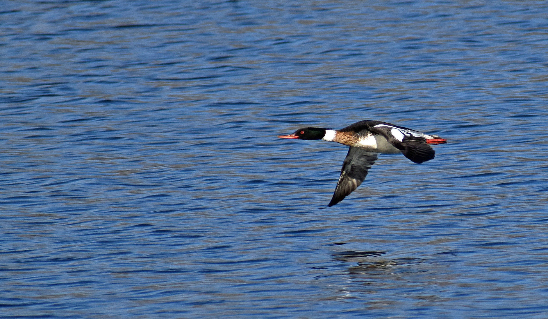 Merganser flying